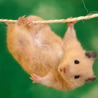 Preppy rat wallpaper