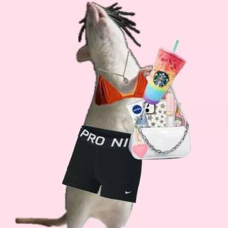 Preppy rat wallpaper