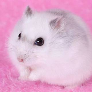 Preppy rat wallpaper