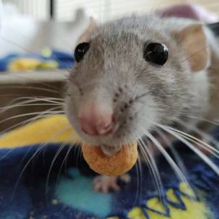 Preppy rat wallpaper