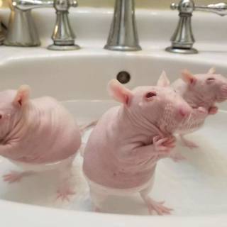 Preppy rat wallpaper