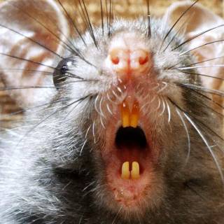 Preppy rat wallpaper