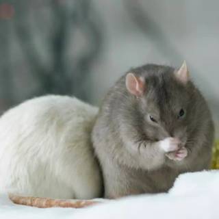 Preppy rat wallpaper