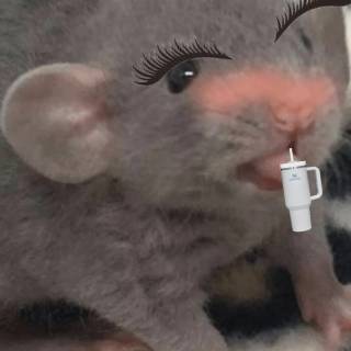 Preppy rat wallpaper