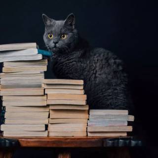 Cats and books wallpaper