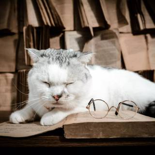 Cats and books wallpaper