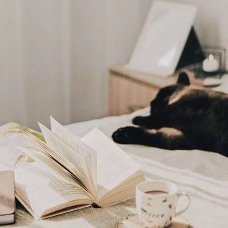Cats and books wallpaper