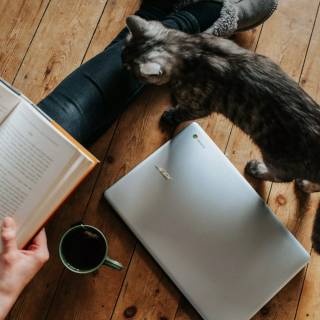 Cats and books wallpaper
