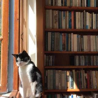 Cats and books wallpaper