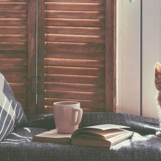Cats and books wallpaper