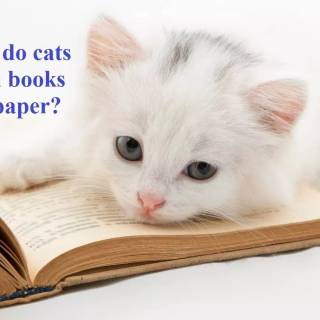 Cats and books wallpaper
