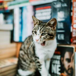Cats and books wallpaper
