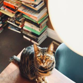 Cats and books wallpaper