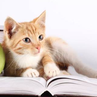 Cats and books wallpaper
