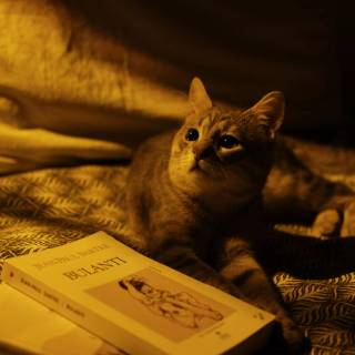 Cats and books wallpaper