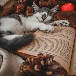 Cats and books wallpaper