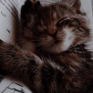 Cats and books wallpaper