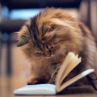 Cats and books wallpaper