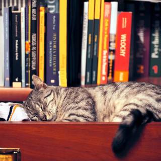 Cats and books wallpaper