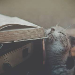 Cats and books wallpaper