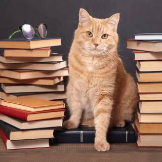 Cats and books wallpaper