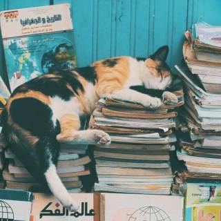 Cats and books wallpaper