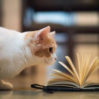 Cats and books wallpaper
