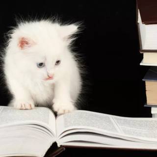 Cats and books wallpaper
