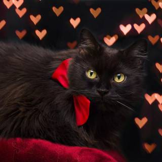 Black cat Valentines wallpaper