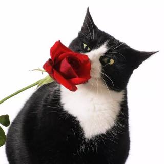 Black cat Valentines wallpaper