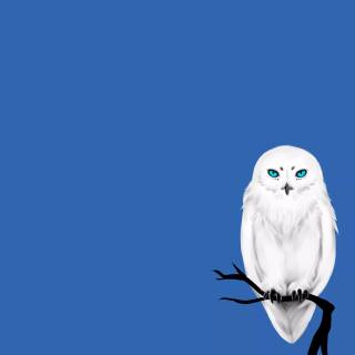 Minimalist owl wallpaper