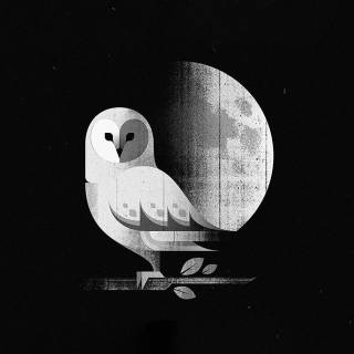 Minimalist owl wallpaper