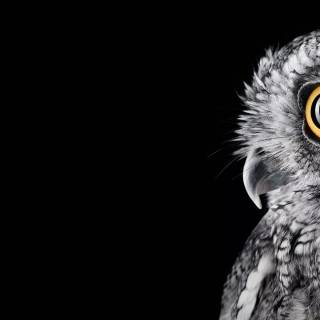 Minimalist owl wallpaper