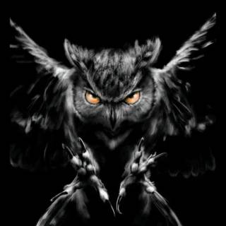 Minimalist owl wallpaper