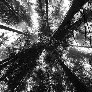 Gothic laptop Tumblr wallpaper