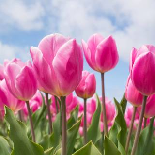 4k pink cute wallpaper