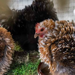 Frizzle rooster wallpaper