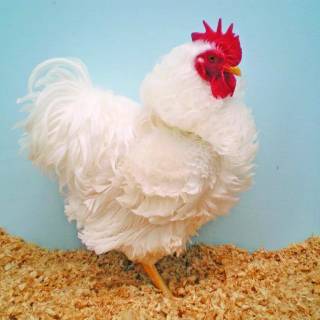 Frizzle rooster wallpaper