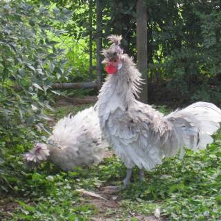 Frizzle rooster wallpaper