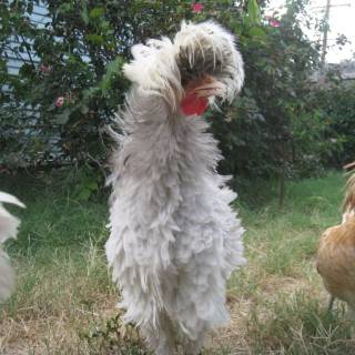 Frizzle rooster wallpaper