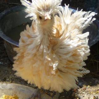 Frizzle rooster wallpaper