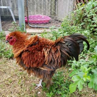 Frizzle rooster wallpaper