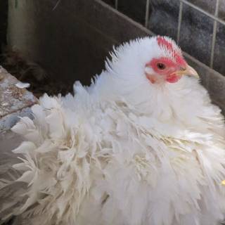 Frizzle rooster wallpaper