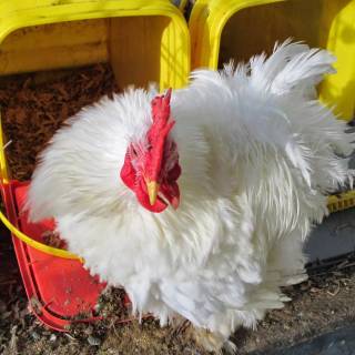 Frizzle rooster wallpaper