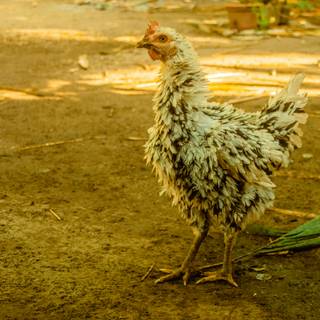 Frizzle rooster wallpaper