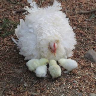 Frizzle rooster wallpaper