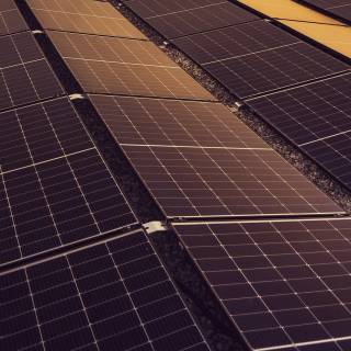 Solar plant wallpaper