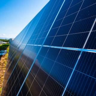 Solar plant wallpaper