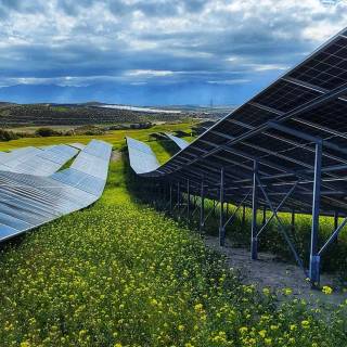Solar plant wallpaper