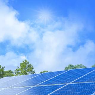 Solar plant wallpaper